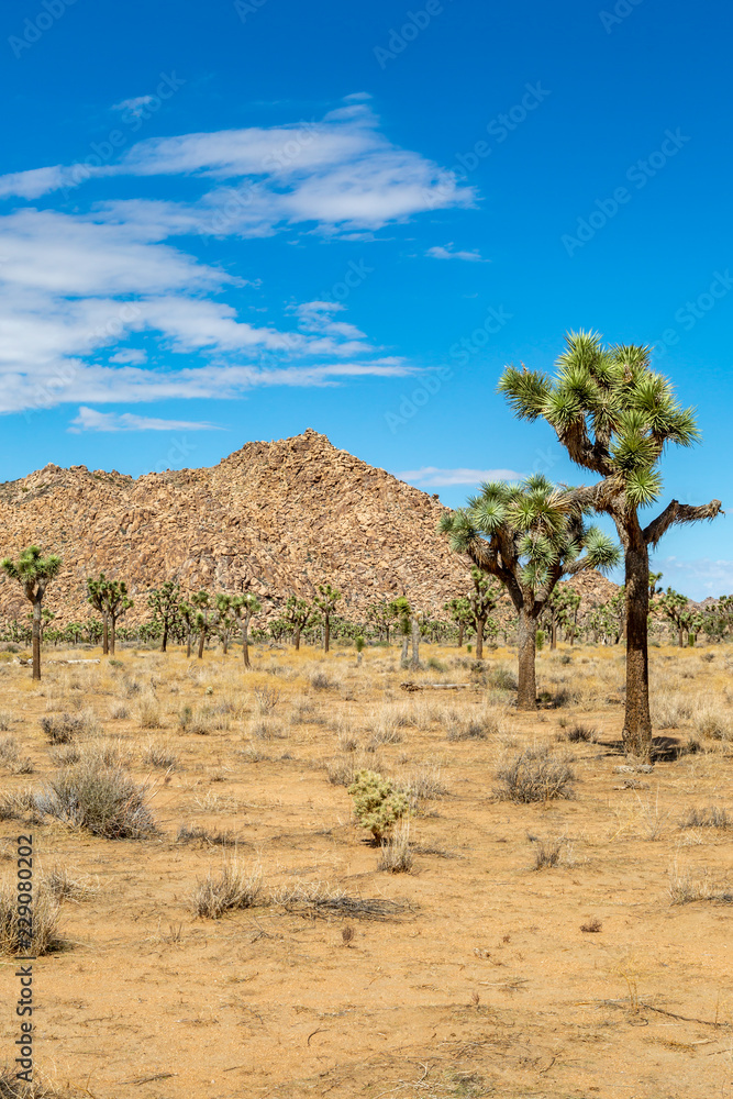 Joshua trees and rocks in Joshua Tree National Park, California