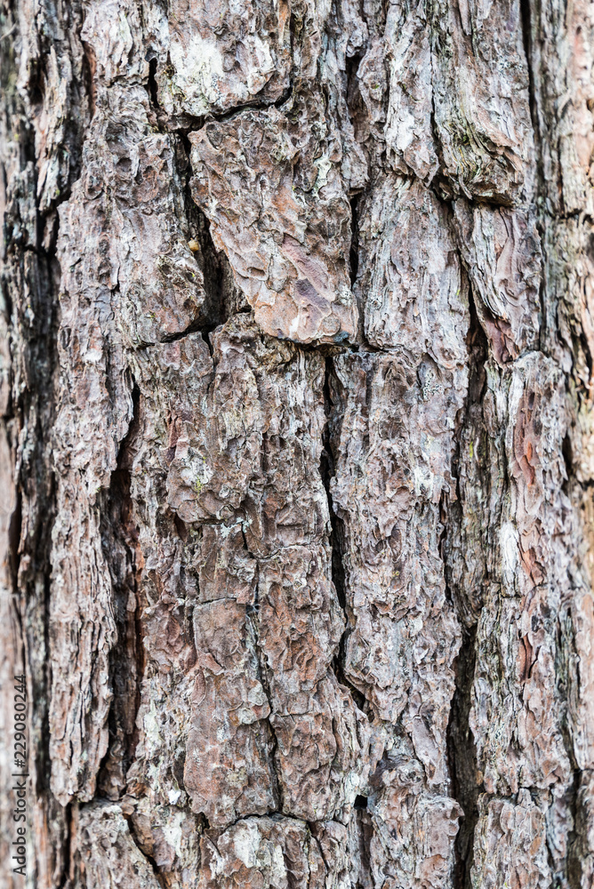 Naklejka premium Wood texture.