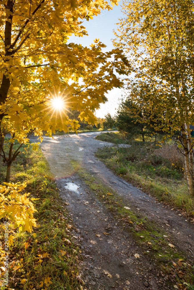Obraz premium The sun shines through the autumn foliage against the backdrop of the road