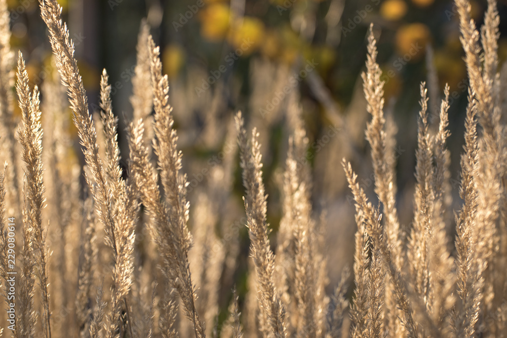 Obraz premium goldener Farn im Herbst in der Sonne