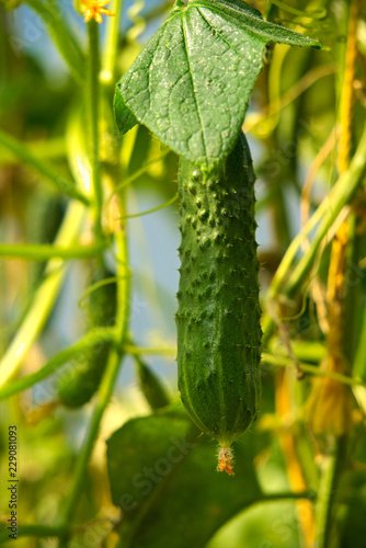 Cucumbers hang on the branches.