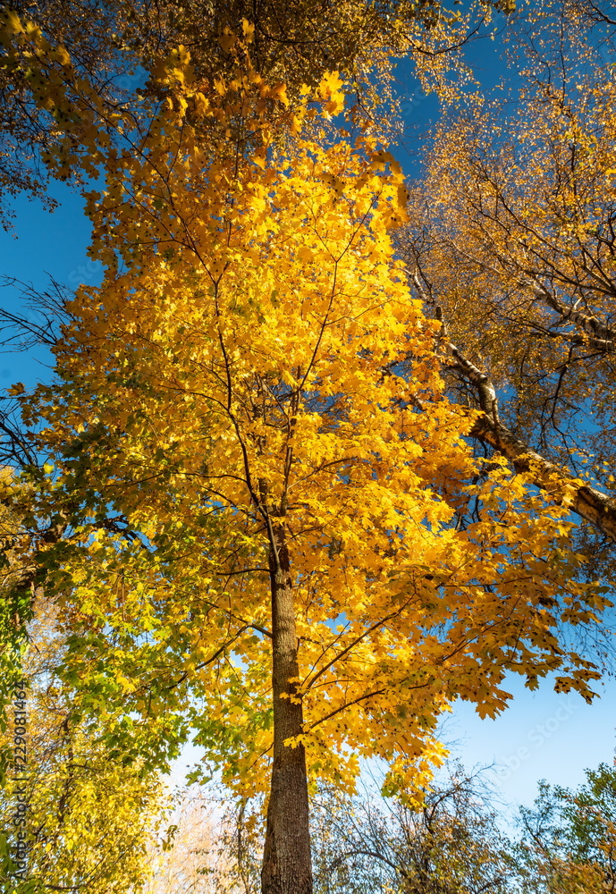 Fototapeta premium Autumn yellow tree