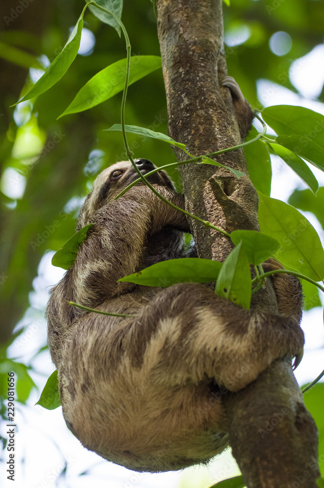 Fototapeta premium Faultier im Dschungel klettert an Bäumen