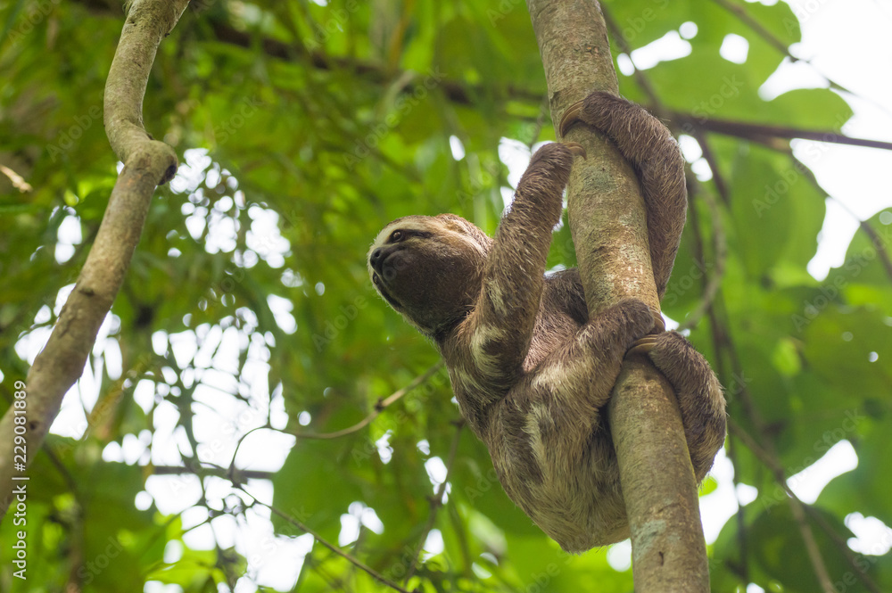 Fototapeta premium Faultier im Dschungel klettert an Bäumen