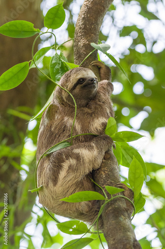 Faultier im Dschungel klettert an Bäumen © Christoph