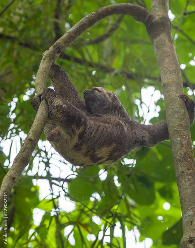 Faultier im Dschungel klettert an Bäumen © Christoph