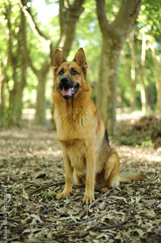 Naklejka premium Pastor aleman