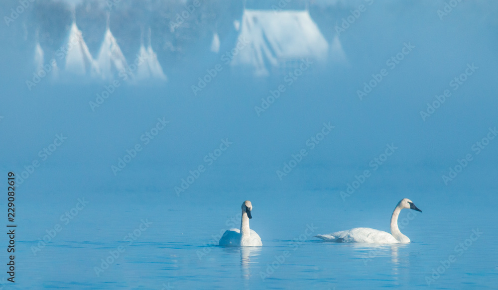 White Swans in Winter White Swans in Winter