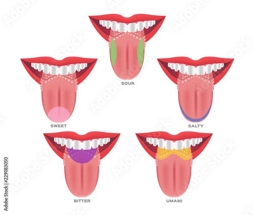 Taste map of the tongue with its four taste areas - bitter, sour, sweet and salty. Tonge anatomy . vector