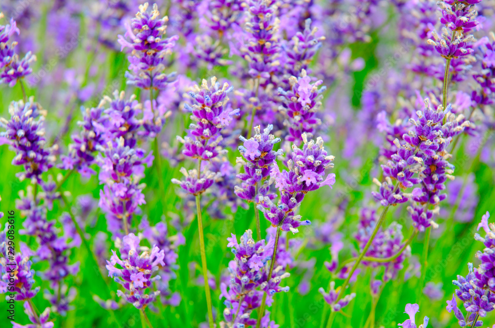 Selective focus on lavender flower in flower garden. Lavender flowers. Lavender bushes closeup. Lavender flower close up in a field.