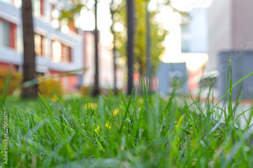 Fototapeta Naklejka Na Ścianę i Meble -  Green grass on the city lawn