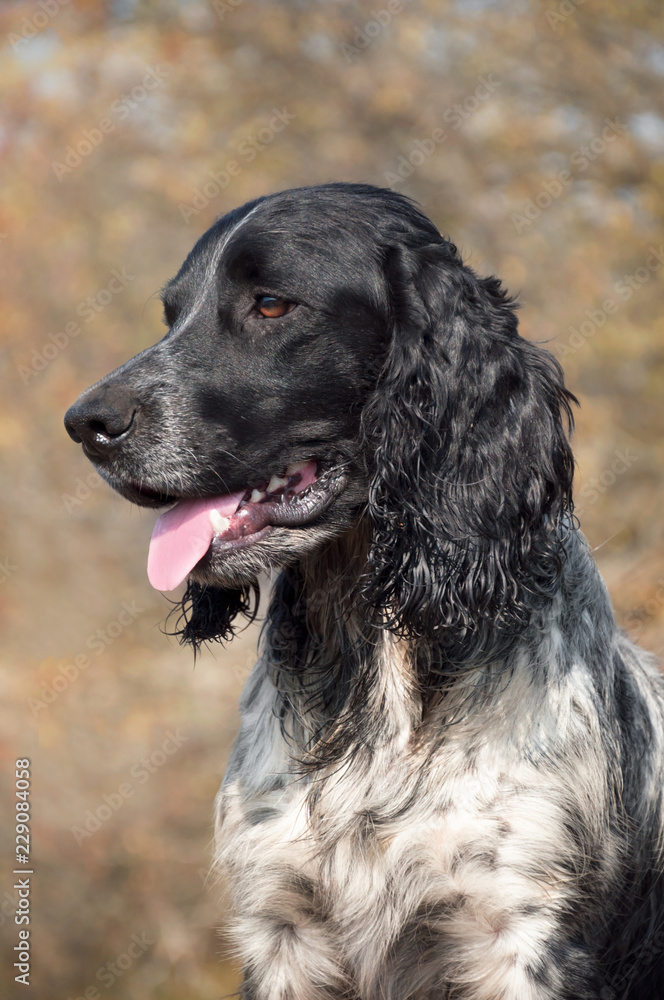 Portrait of a black and white Russian spaniel against the background of the autumn forest. Hunting dog.