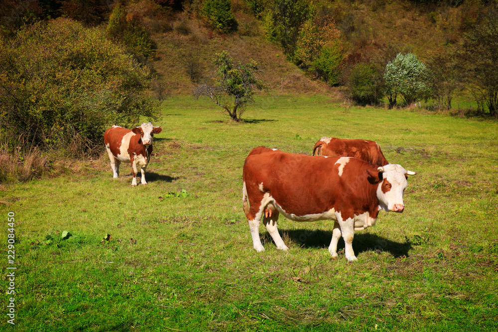 Cows on a green meadow