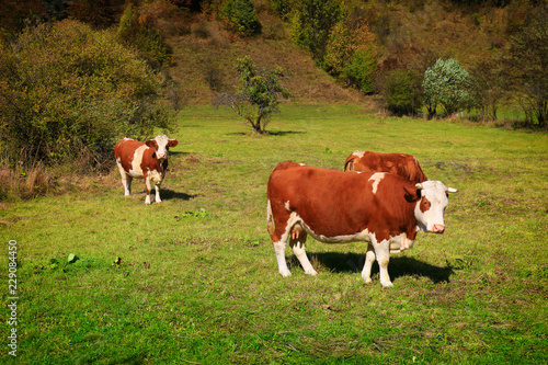 Cows on a green meadow © Željko Radojko