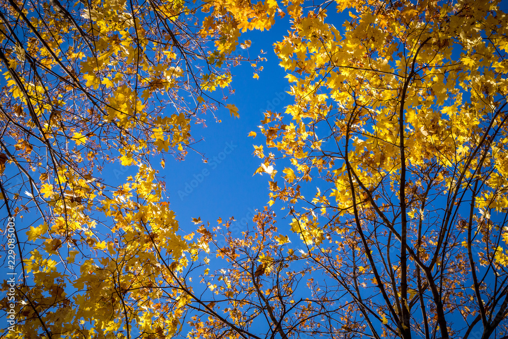 Natural background with golden leaves and blue sky Natural background with golden leaves and blue sky