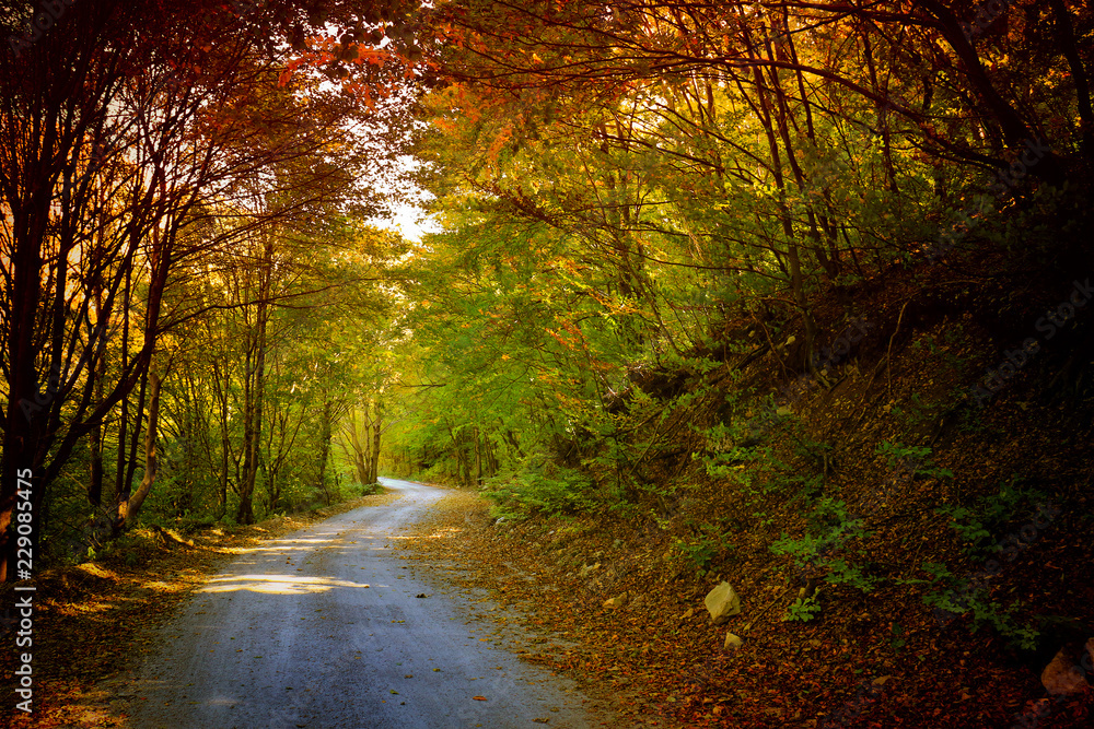 Autumn forest. Beautiful forest with country road