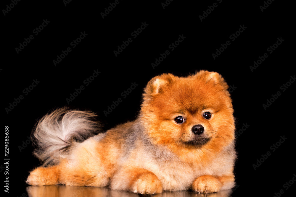 Red pomeranian spitz on black background, isolated. Red pomeranian spitz on black background, isolated.