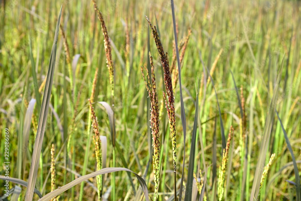 rice purple ripe in farm on green background rice purple ripe in farm on green background