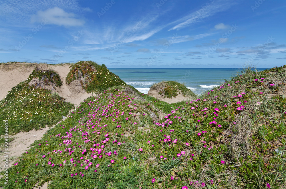 flowers in the dunes on the cliff