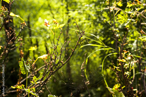 Bright green photo is cobwebs on the bush