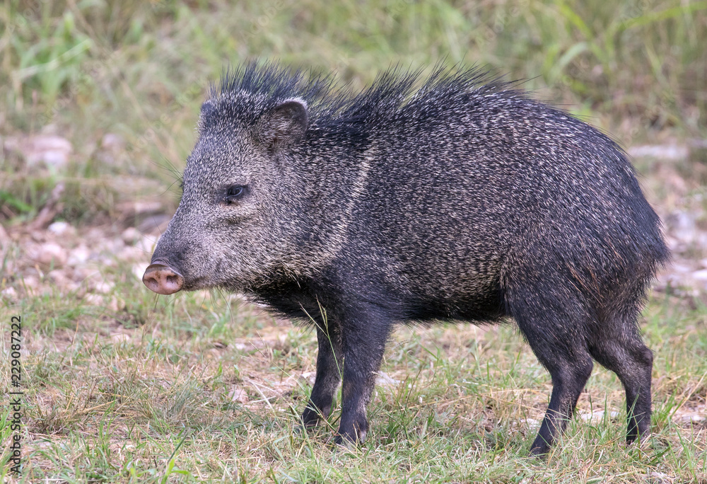 Javelina Javelina