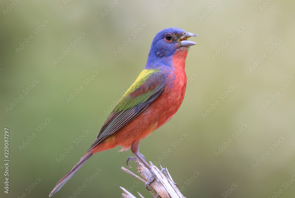 Painted Bunting Singing