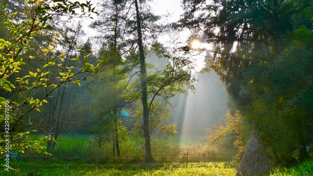 Sonnenstrahlen fallen durch Wald und Bäume