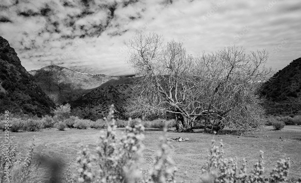 Paisaje Con árbol, En Blanco Y Negro. Stock Photo 