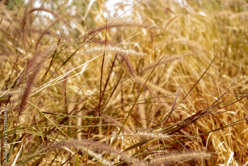 Fototapeta premium brown grasses blowing in wind nature background