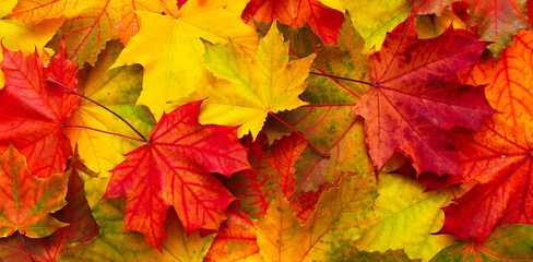 Bright red, orange and yellow Nature autumn background