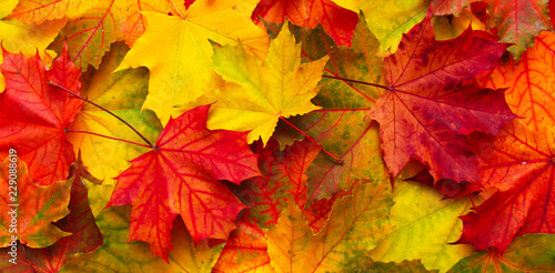 Bright red, orange and yellow Nature autumn background