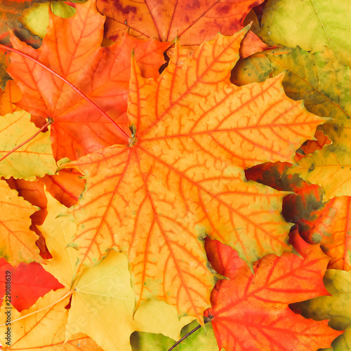 Colorful texture with fallen maple leaves, macro