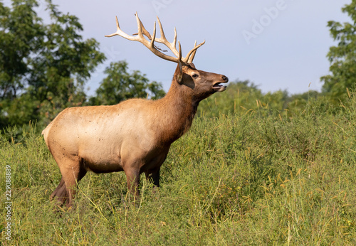 American elk or wapiti  Cervus canadensis  male calling during rut season  Iowa  USA