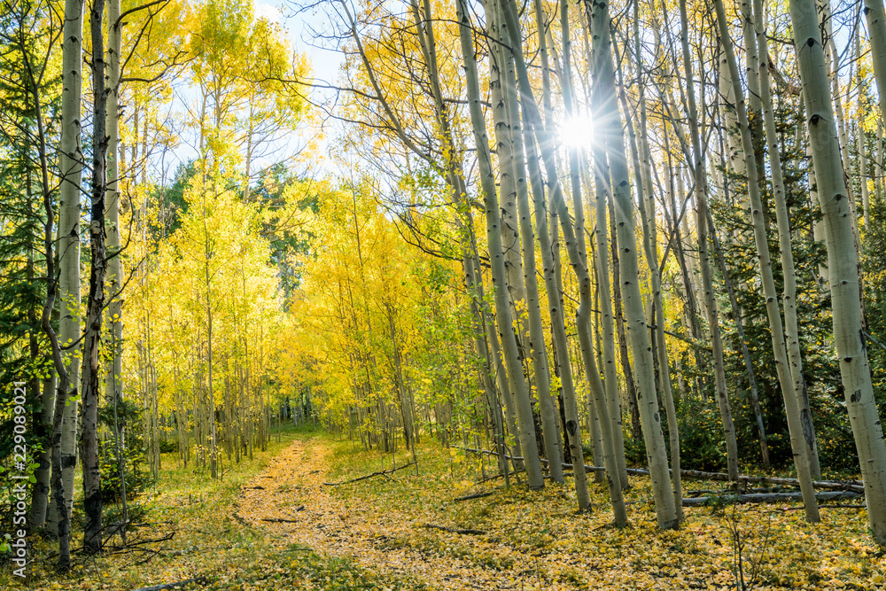Fototapeta premium Fall colours in Crested Butte Colorado