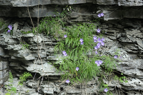 Rock and Flowers