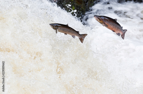 Leaping Atlantic salmon (salmo salar).