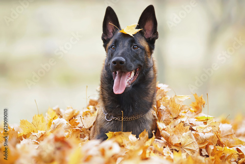 Fototapeta Naklejka Na Ścianę i Meble -  Young happy Belgian Shepherd dog Malinois lying down and posing in fallen maple leaves in the park in autumn