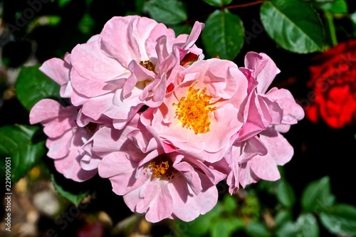 Close-up of a pink Rugosa Rose (Rosa rugosa) with a yellow center.