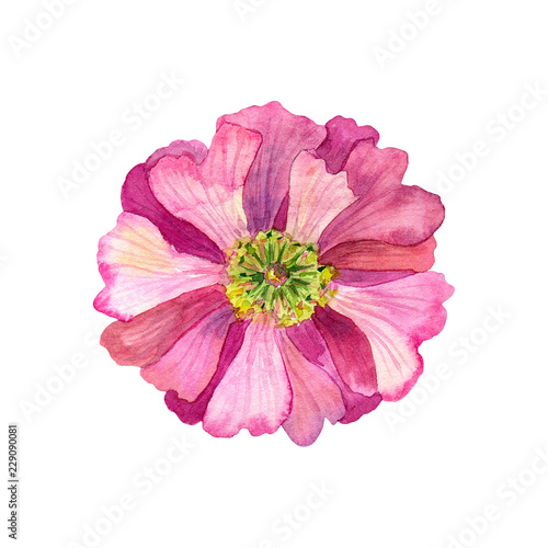 Beautiful pink flower with yellow stamens. Watercolor hand drawn illustration. Isolated on white background.