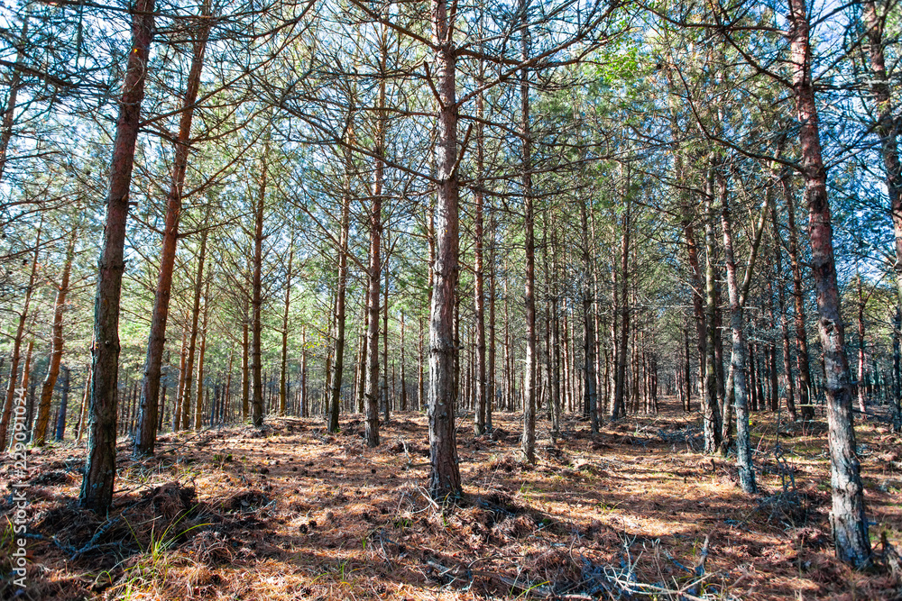 the sun's rays in a wild pine forest the sun's rays in a wild pine forest