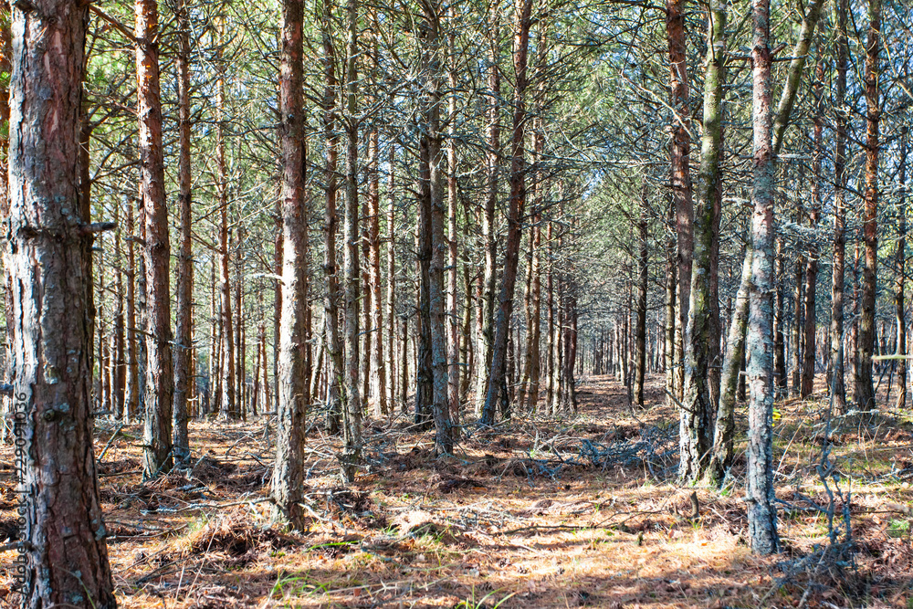 the sun's rays in a wild pine forest the sun's rays in a wild pine forest