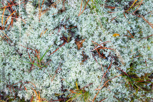 moss and lichen on the ground in the coniferous forest
