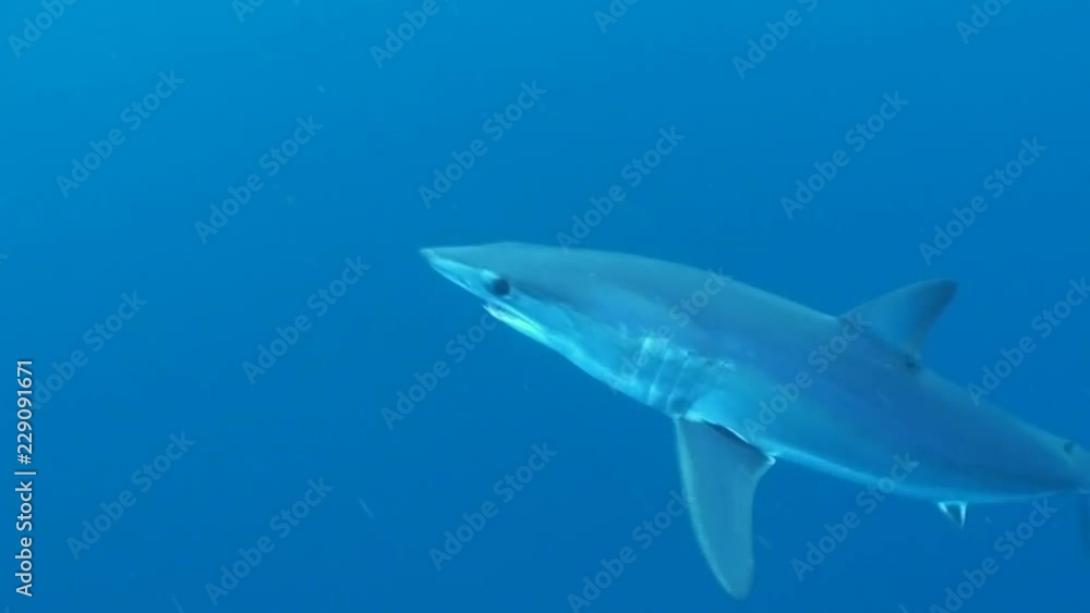 Short fin mako shark swimming out in the blue, offshore from Cape Town