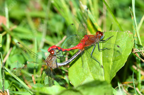 White-faced Meadowhawk Illinois Insects