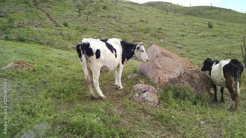 Vaca en campo Vaca en campo