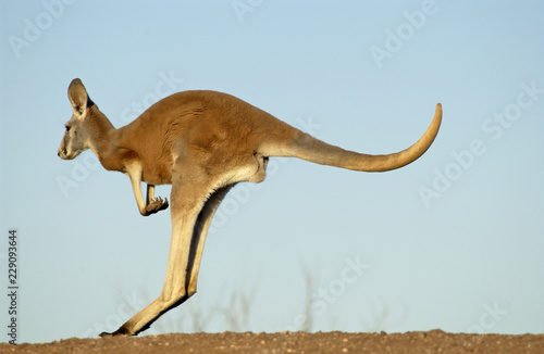 Red kangaroo in outback Australia...