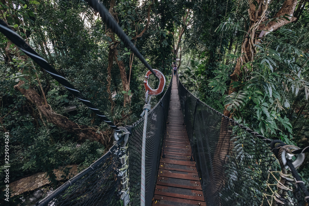 canopy walk (tree top walk), new activity for travel in the forest by walking across the long wooden bridge in Chiang rai, north of thailand canopy walk (tree top walk), new activity for travel in the forest by walking across the long wooden bridge in Chiang rai, north of thailand
