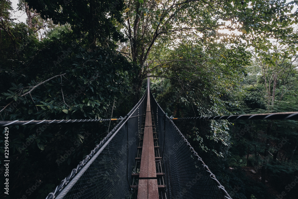 canopy walk (tree top walk), new activity for travel in the forest by walking across the long wooden bridge in Chiang rai, north of thailand