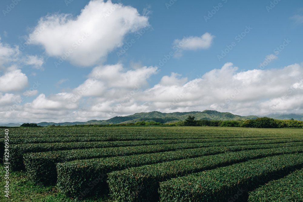 the tea plantation in north of thailand