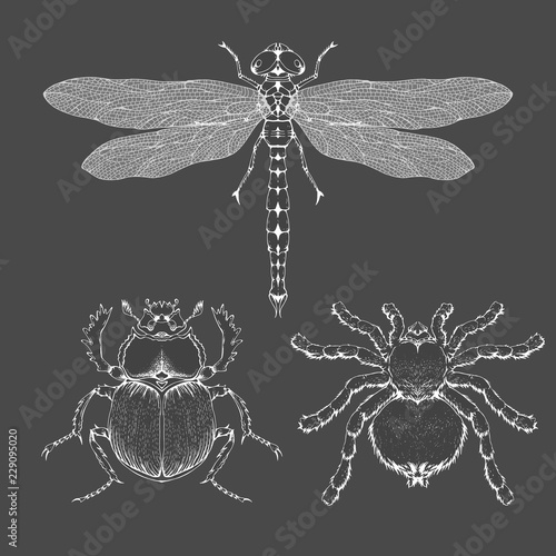 Vector set of hand drawn insects. Different insects in realistic style: spider tarantula, dragonfly and scarab.